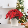 Artificial Red Poinsettia Christmas Flower Arrangement, Holiday Floral Centerpiece with Heart Accent product image