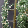 Artificial Daisy Flowers Garland Ivy Christmas Decoration - 6ft Artificial Daisy UV Resistant Fake D product image