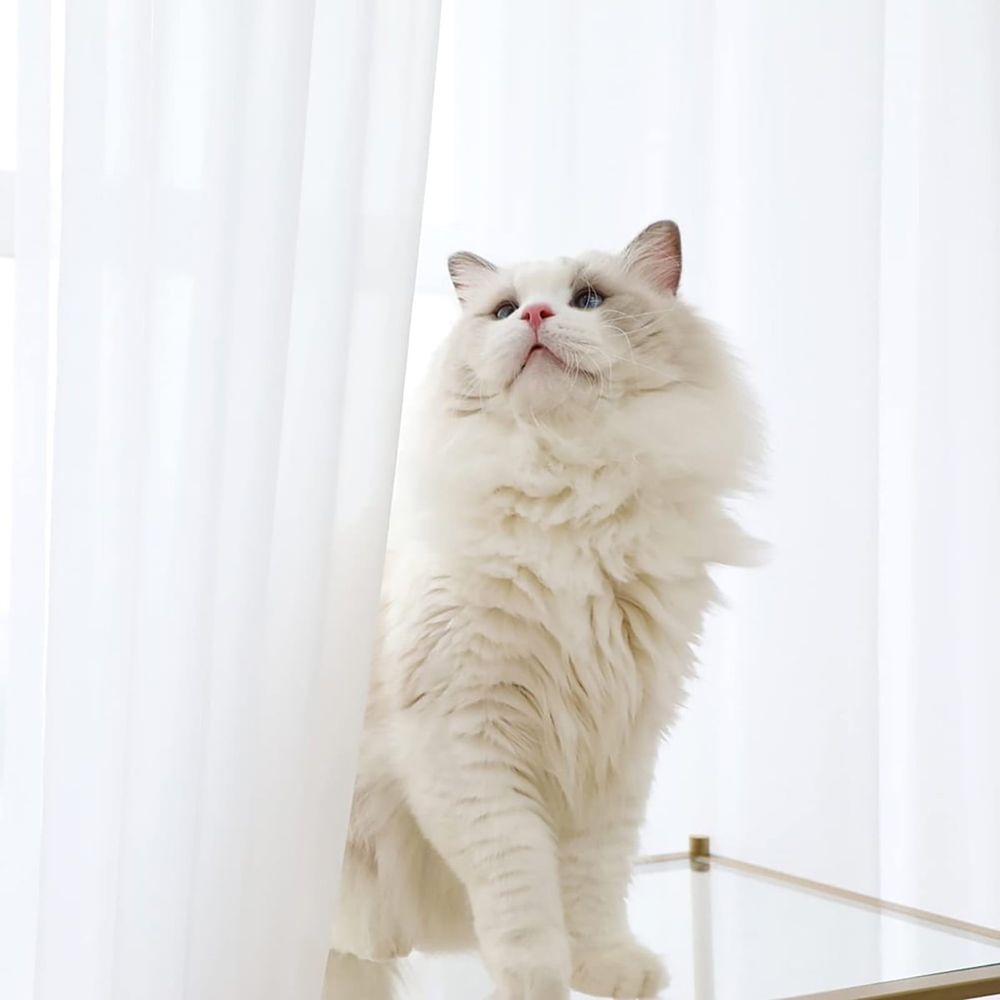 White Sheer Curtains | Linen Look Voile Drapes (2-Pack) – Sumo Deals Fluffy White Ragdoll Cat With Blue Eyes And Pink Nose, Standing On A Glass Table, Looking Up, By White Curtains.